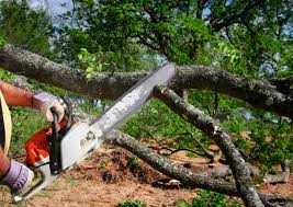 Trusted Armonk, NY Tree Removal Experts